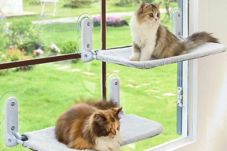 The Ideal Choice for Cats’ Comfort