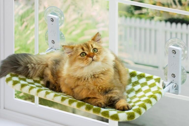 A Sunny Little World for Cats