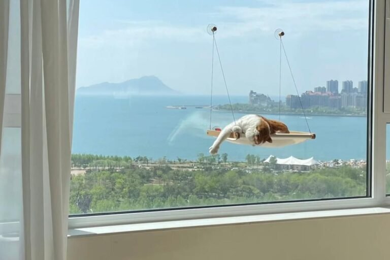 The Cat’s Dream Cradle