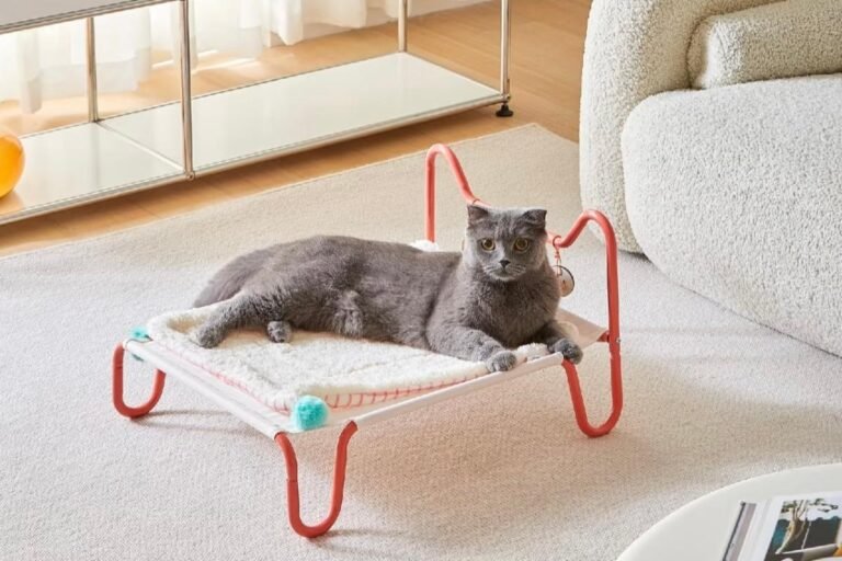 A Cozy Little World for the Cat